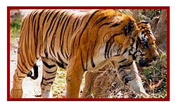 Bandhavgarh Tiger Reserves