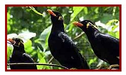 Birds