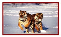 Tigers