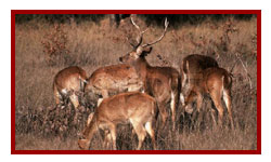 Kanha National Park
