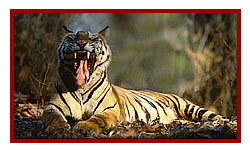 Bandhavgarh National Park - tiger