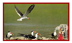 Bharatpur Wildlife Sanctuary