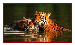 Panna National Park - tiger
