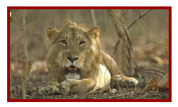 Gir National Park & Sanctuary