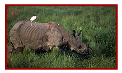 Kaziranga National Park