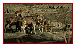 Panna wildlife reserve - deer photography