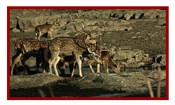 Ranthambore National Park - deer