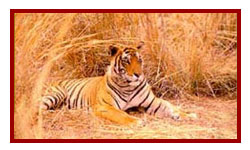 Sariska Wildlife Sanctuary