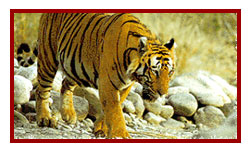 Sariska Wildlife Sanctuary