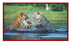 Ranthambore wildlife safari, Sawai Madhopur